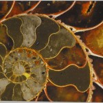 Декор Ammolite. Manifattura di Signa, Италия