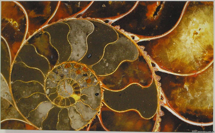 Декор Ammolite. Manifattura di Signa, Италия